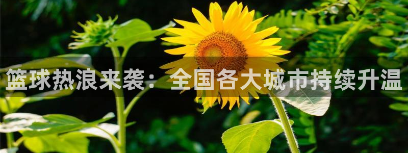 篮球热浪来袭：全国各大城市持续升温