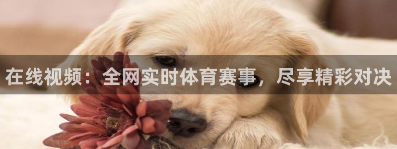 在线视频：全网实时体育赛事，尽享精彩对决