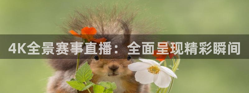 4K全景赛事直播：全面呈现精彩瞬间