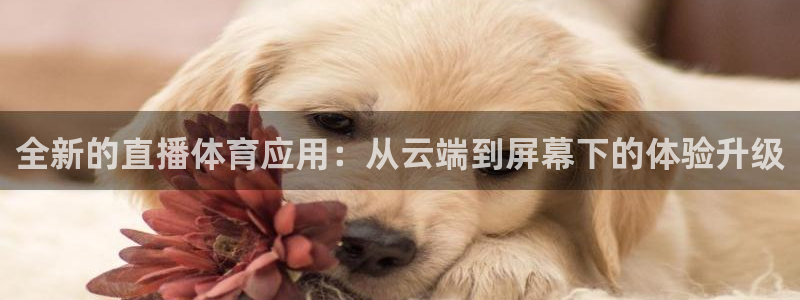 全新的直播体育应用：从云端到屏幕下的体验升级