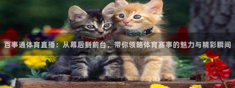 百事通体育直播：从幕后到前台，带你领略体育赛事的魅力与精彩瞬间