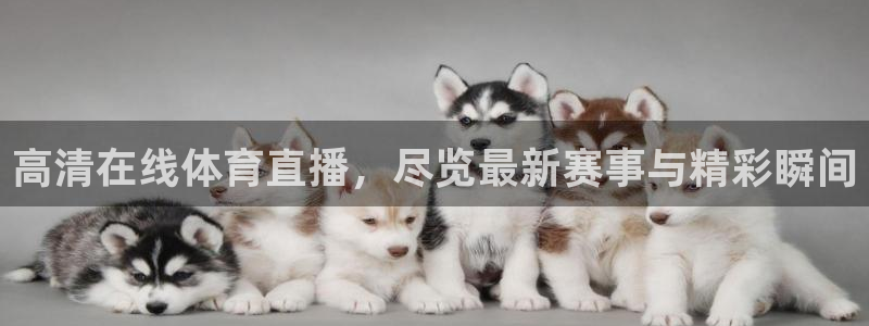 高清在线体育直播，尽览最新赛事与精彩瞬间